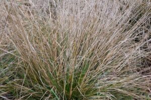 Grass Tufted Hair #1 True