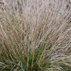 grass-tufted-hair-1