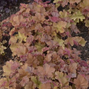 heuchera-caramel-1