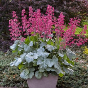 heuchera-coral-bells-dolcespearmint-1