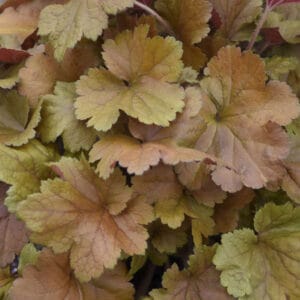 heuchera-coral-bells-dolce-toffee-tart-1