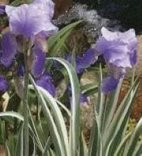 Iris Albovariegata #1
