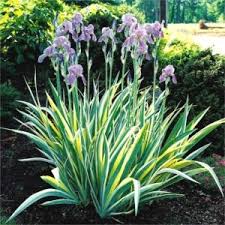 iris-aureovariegata1