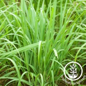 Lemon Grass 12" Pot