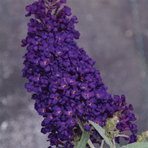 buddleia-butterfly-bush-buzz-midnight-12-pot