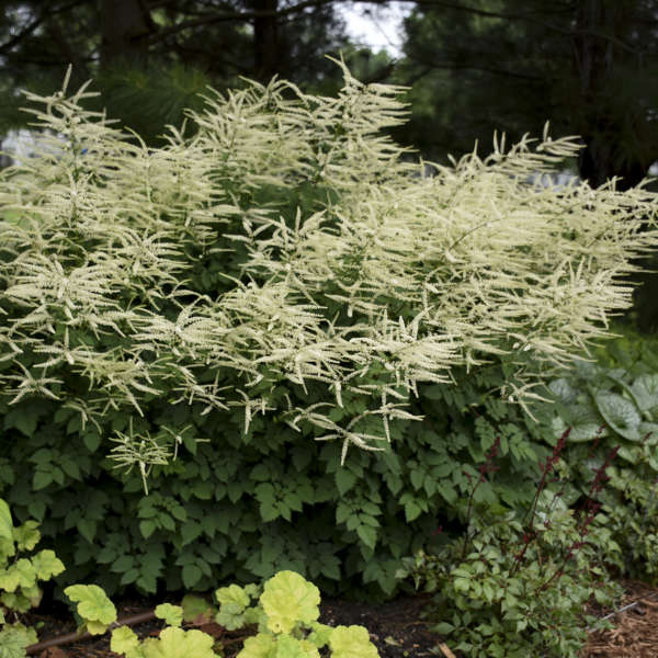 Aruncus Misty Lace Goatsbeard #1 True