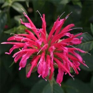 monarda-bee-balm-coral-reef-1