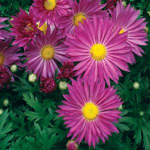 Mum Mammoth Lavender Daisy 4.5"