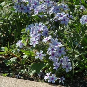 phlox-chattahoochee-1