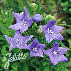 Platycodon Mariesii Blue 4.5"