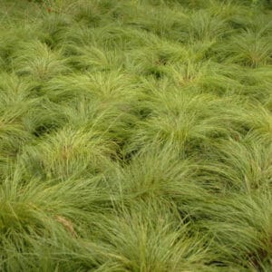Grass Prairie Dropseed #1 True