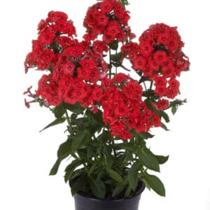 Phlox Flame Red #1