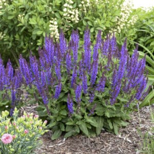 Salvia Violet Profusion #1PW