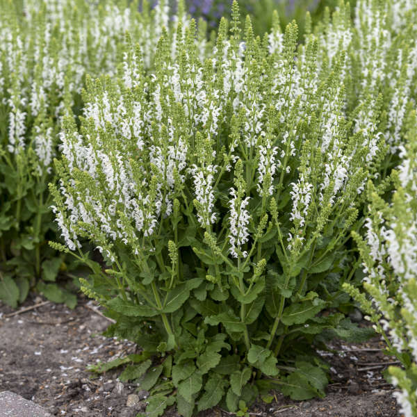 Salvia White Profusion #1PW