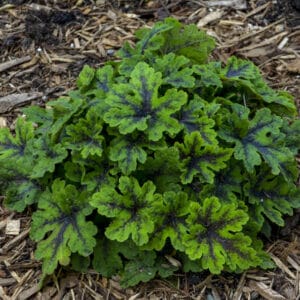 Tiarella (Foam Flower) Finger Paint #1