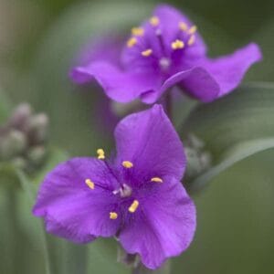 Tradescantia (Spiderwort) Concord Grape #1