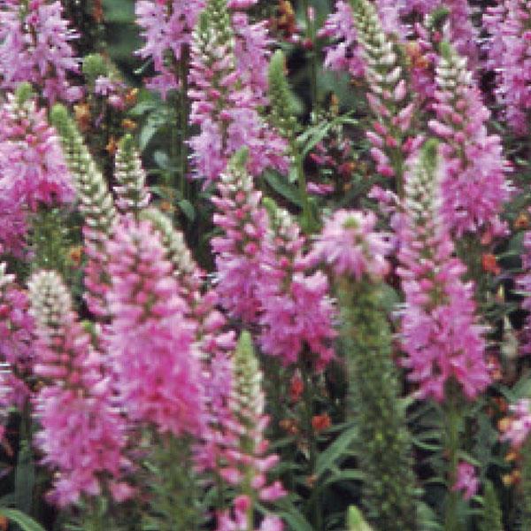 Veronica Giles Van Hees #1