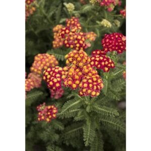 achillea-yarrow-seduction-straw-1