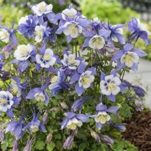 aquilegia-columbine-early-bird-blue-white-4-5