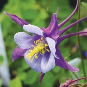 aquilegia-columbine-early-bird-purple-blue-4-5