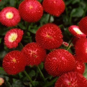 bellis-english-daisy-bellisima-red-4-5