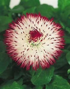 bellis-bellisima-white-red-tips-4-5