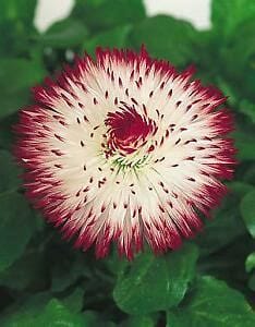 Bellis Bellisima Rose BiColor 4.5" Pot