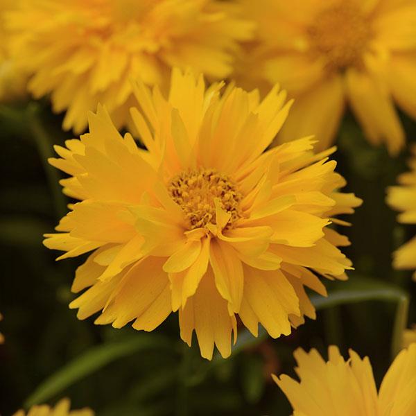 Coreopsis Double the Sun 4.5"