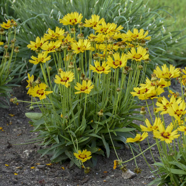 Coreopsis Sun Kiss 4.5"