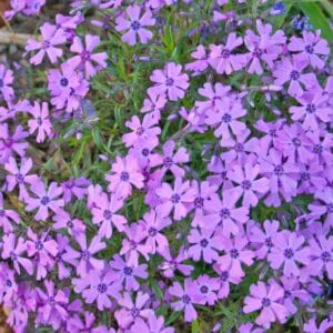 phlox-purple-beauty-4-5