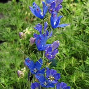 delphinium-blue-mirror-4-5