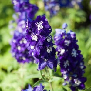 delphinium-magic-fountain-dark-blue-white-bee-4-5