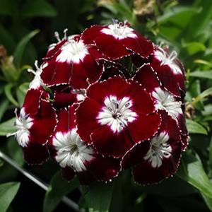 Dianthus 'Beauty Homeland' 4.5" Pot