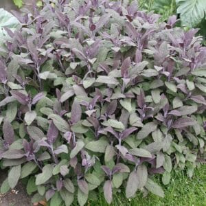 herb-purple-sage-4-5