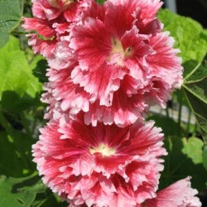 hollyhock-alcea-rosa-fiesta-time-4-5