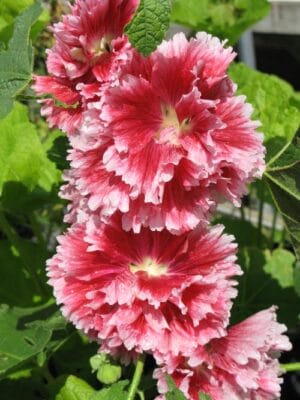 Hollyhock (Alcea Rosa) 'Fiesta Time' 4.5"