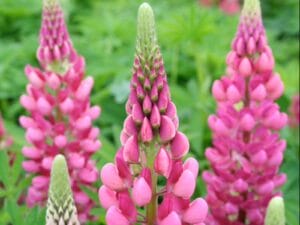 Lupine Gallery Pink 4.5"