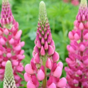 lupine-gallery-pink-4-5