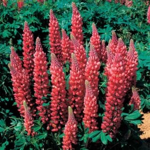 lupine-gallery-red-4-5