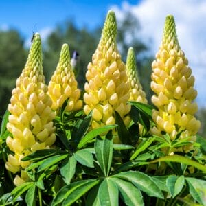 lupine-gallery-yellow-4-5