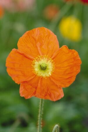 Poppy 'Champagne Bubbles Orange' 4.5"