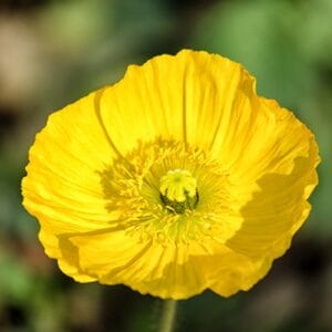 poppy-champagne-bubbles-yellow-4-5