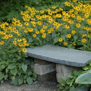 rudebeckia-goldstrum-black-eyed-susan-4-5