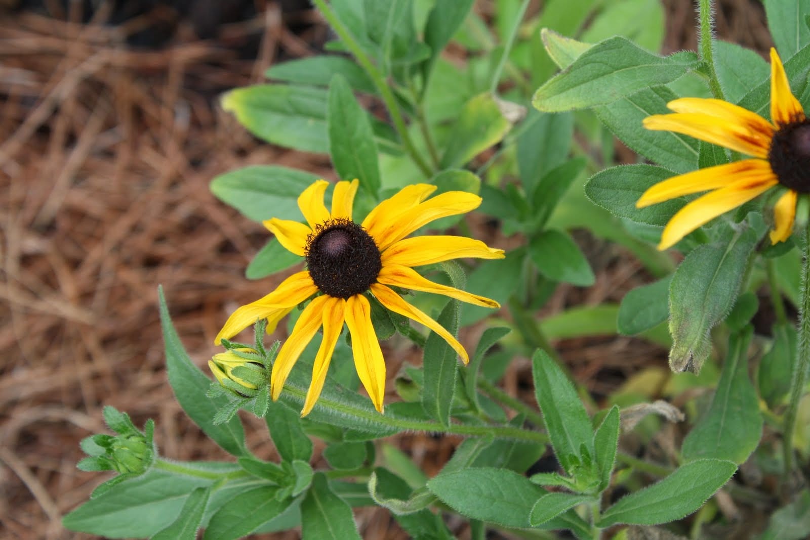 Rudbeckia Hirta (black eyed susan) Native 4.5"
