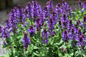 Salvia Blue Marvel 4.5"