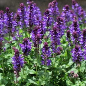 salvia-blue-marvel-4-5