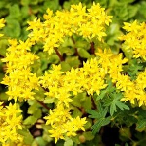 sedum-acre-aurea-4-5