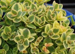 Sedum Sunsparkler LimeTwister 4.5"