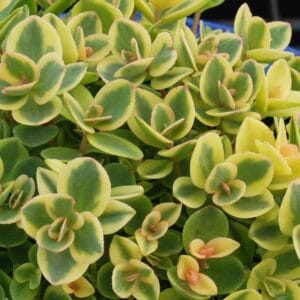 sedum-sunsparkler-limetwister-4-5