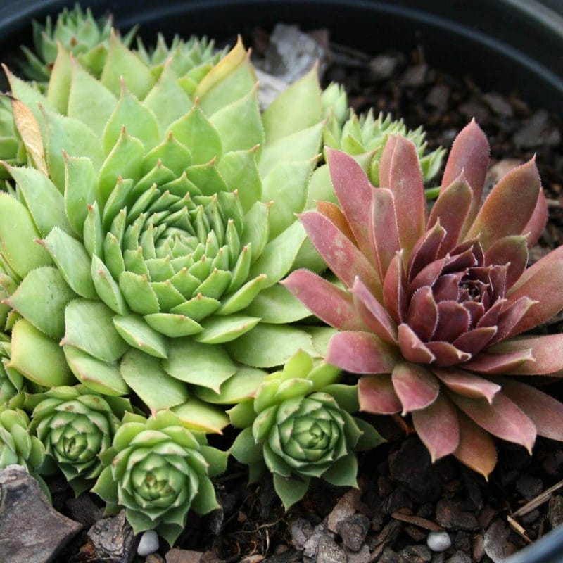 Sempervivum Hens & Chicks 4.5" Pot